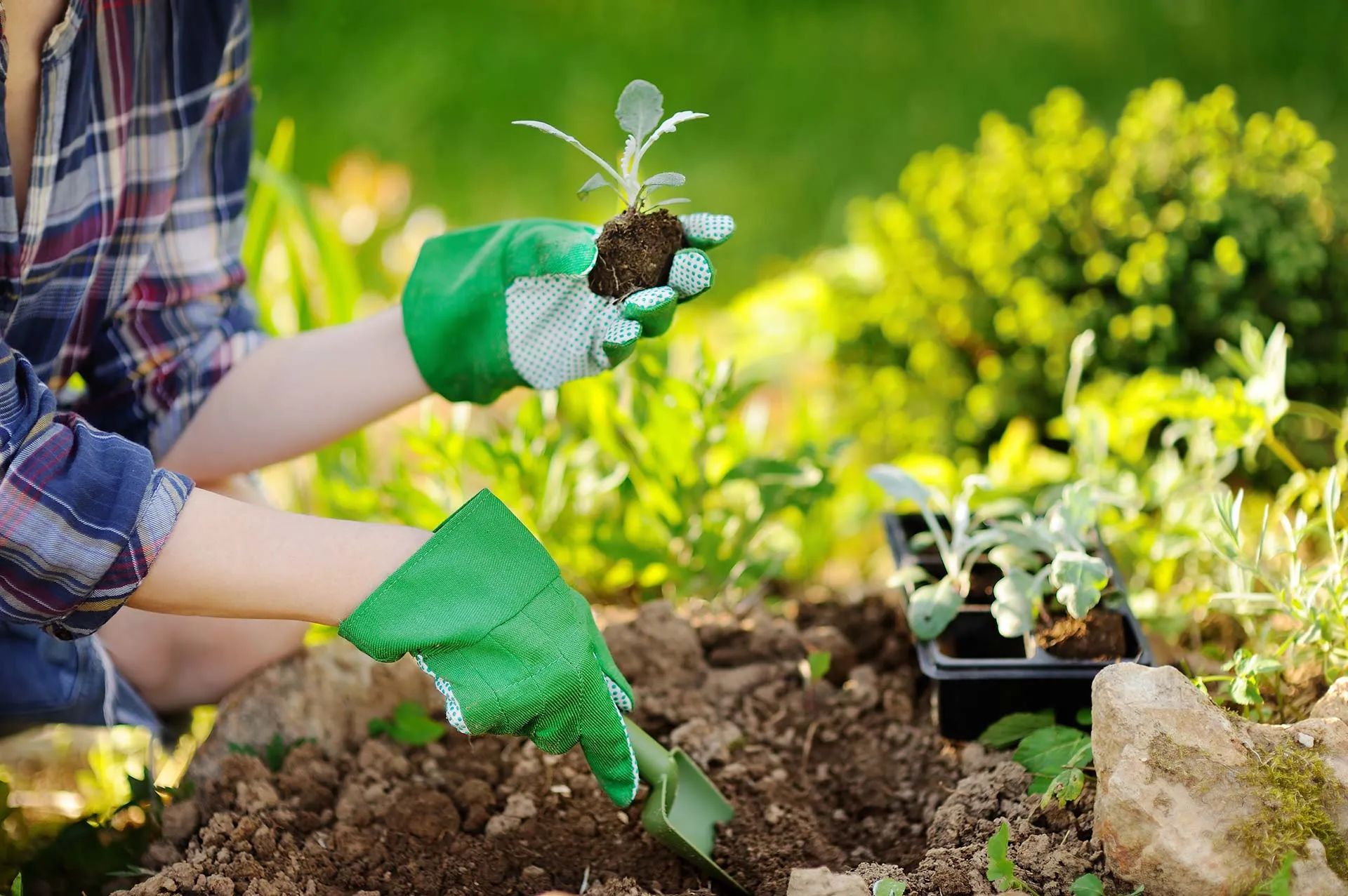 Neupflanzungen-&-Ersatzpflanzungen-01