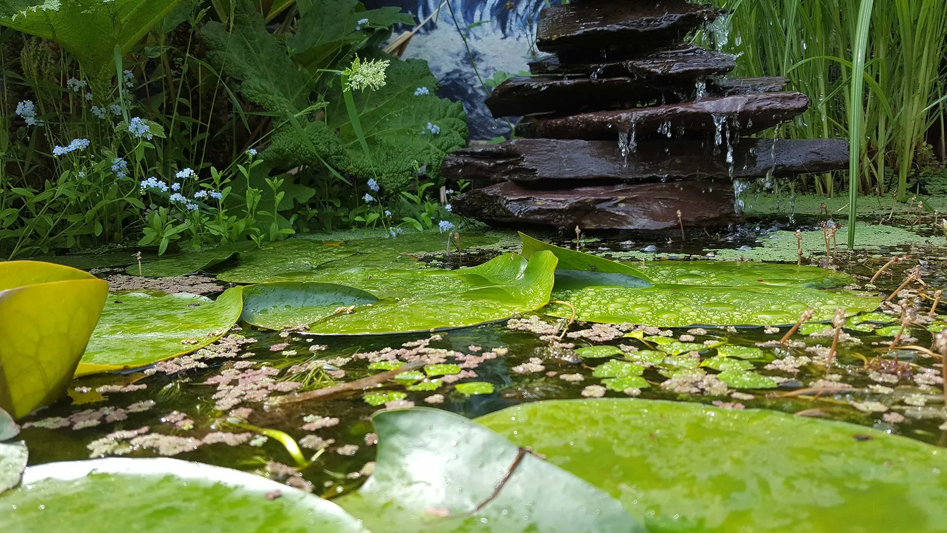 lily-pads-floating-pond