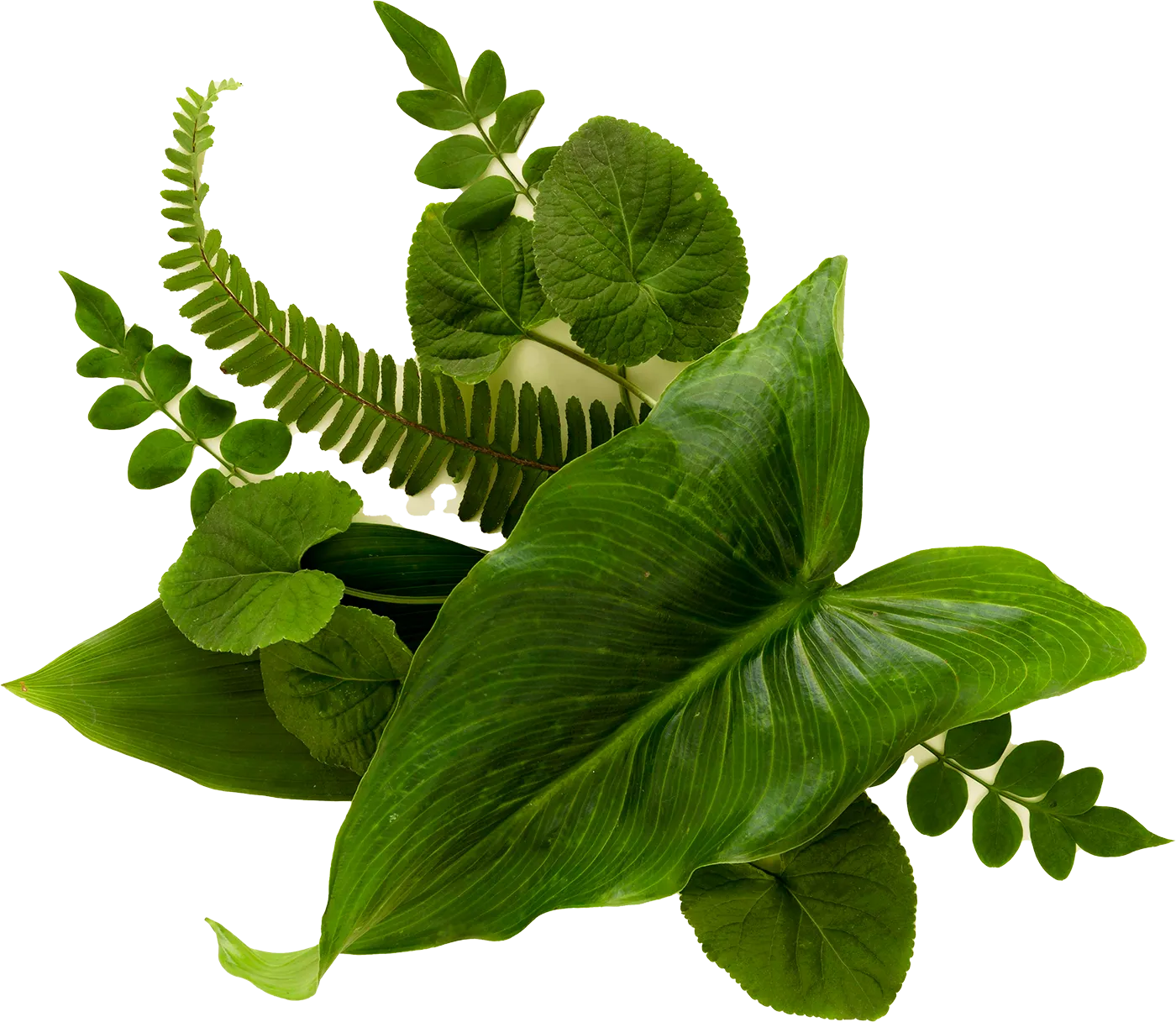 top-view-leaves
